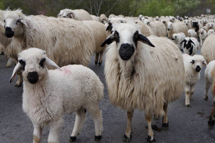 Фестиваль стрижки овец