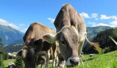 Коровы на австрийски