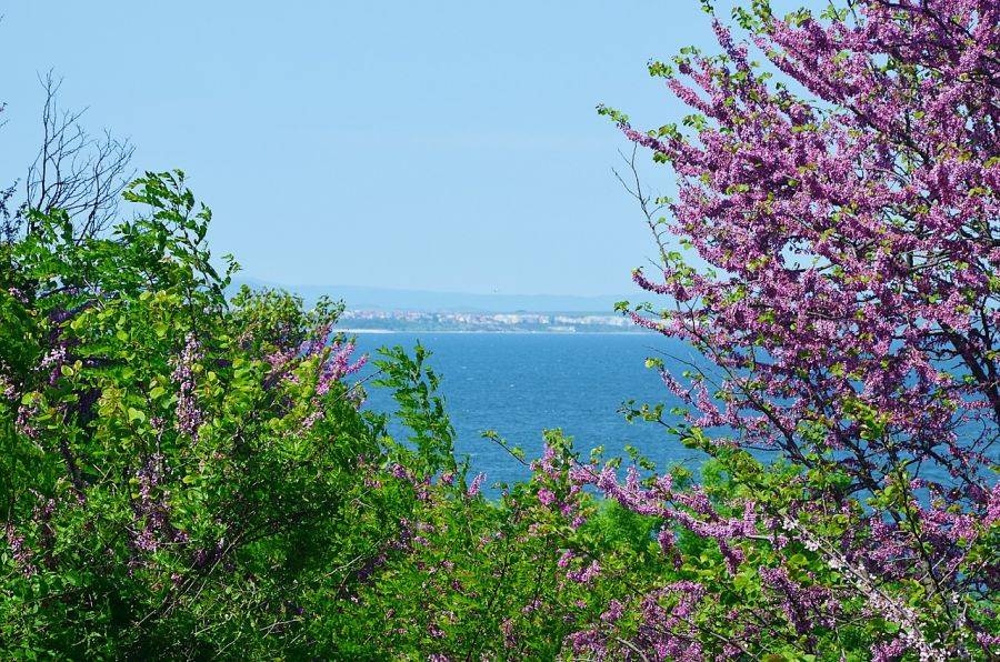 Весна на Черноморском побережье