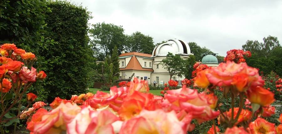 Розы в Петршинском саду