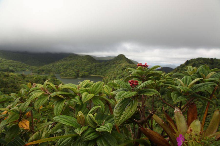 Тропические растения на фоне гор и воды