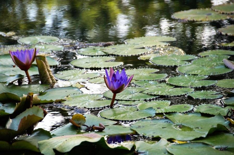 Термальное озеро Хевиз славится своими лилиями