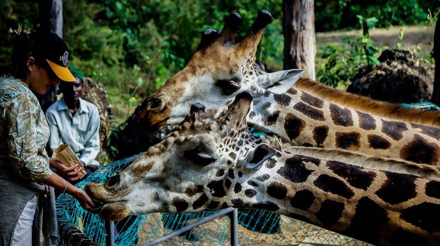Халлер парк - отличное место для семейного отдыха, где можно покормить жирафов