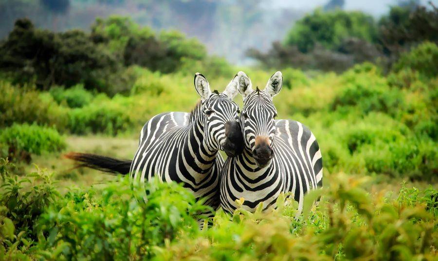 Зебры в национальном парке Восточной Африки