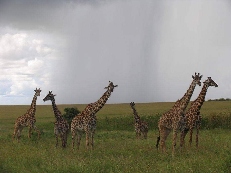 Жирафы в заповеднике Масаи-Мара
