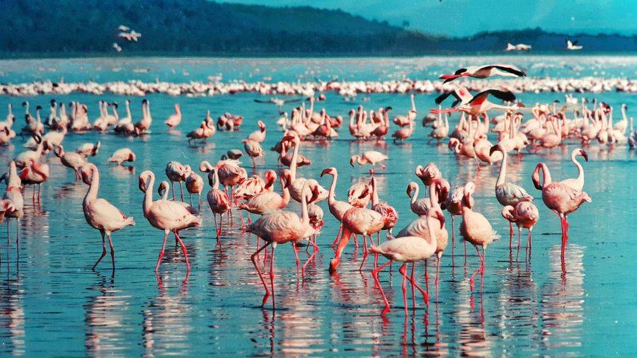 Розовые фламинго на озере в заповеднике