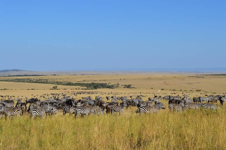 Стадо антилоп в Восточной Африке