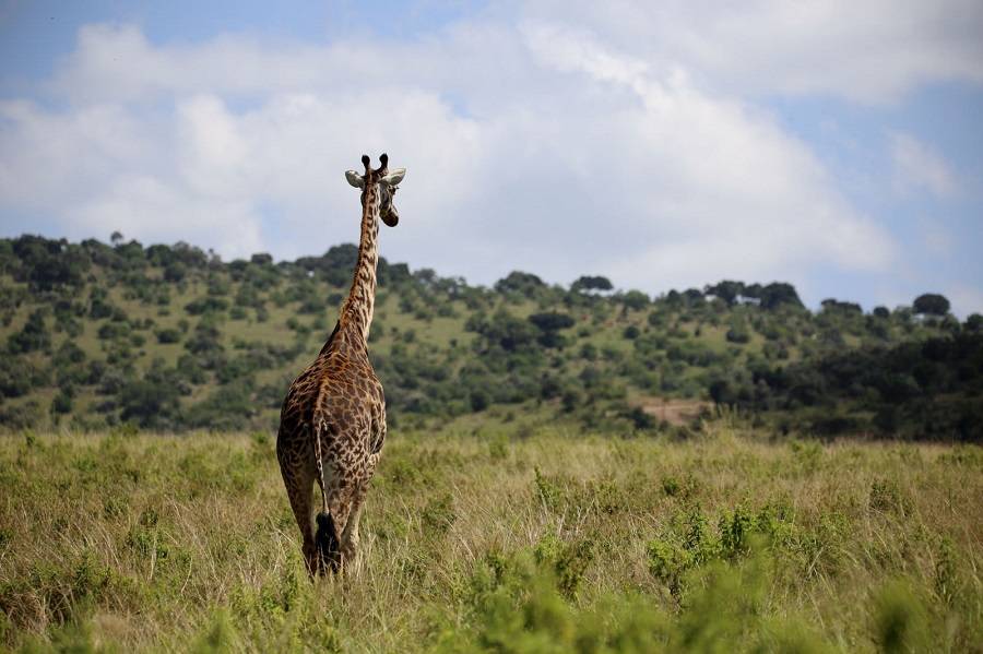 Кения, животный мир, отдых