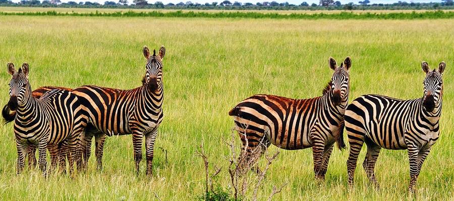Путешествие в Кению, животный мир, лучшее время для отдыха