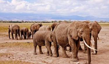 Слоны в Кении
