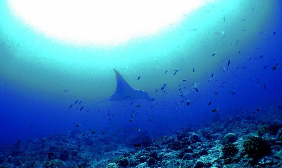 Подводный мир Индийского океана - находка для любого дайвера