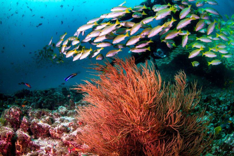 Подводный мир океана порадует любителей дайвинга
