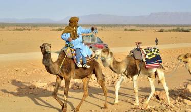 Верблюды в пустыне