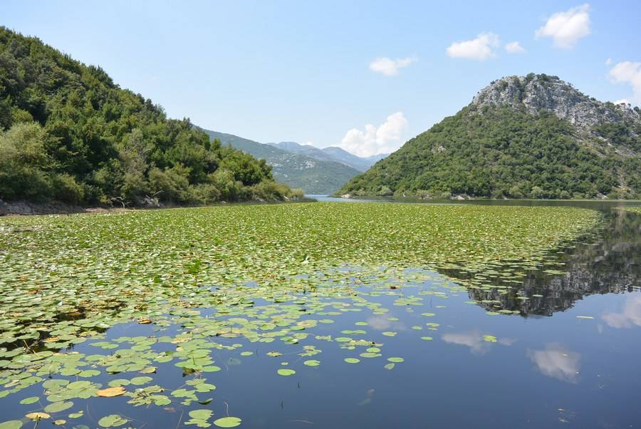 Черногория - озеро с кувшинками