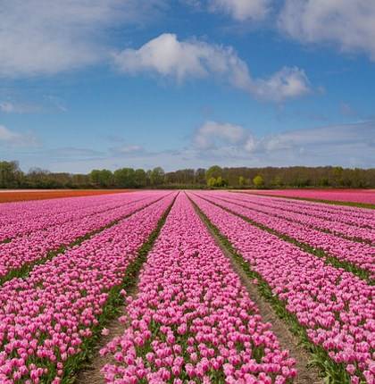 Цветущие поля тюльпанов
