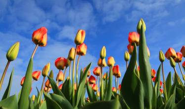 Тюльпаны - символ Голландии