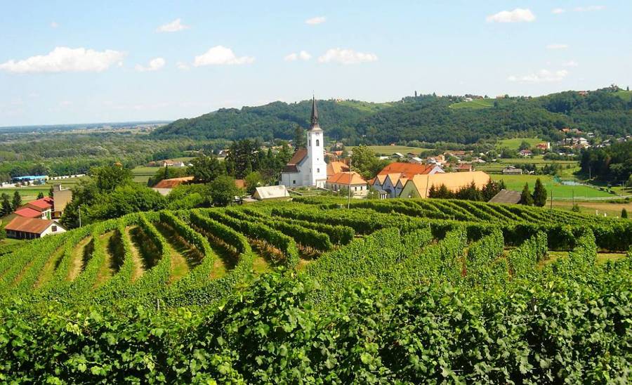 винодельческий регион Словении