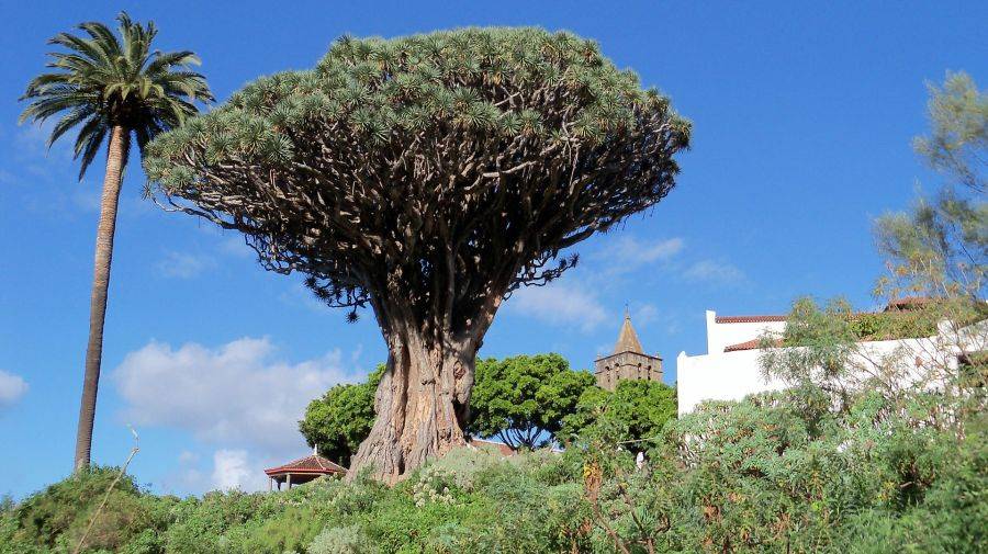 Старейшее дерево, возраст которого более тысячи лет