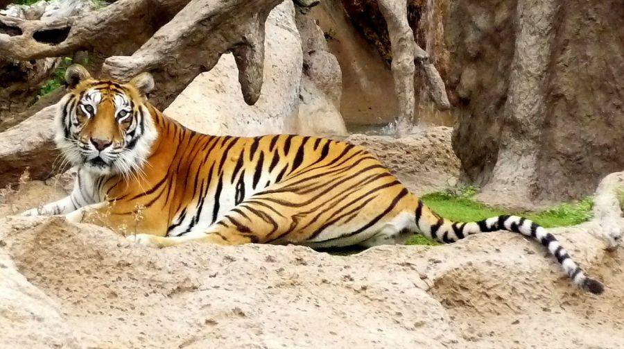 Великолепный тигр и другие обитатели зоопарка приведут в восторг детей и взрослых