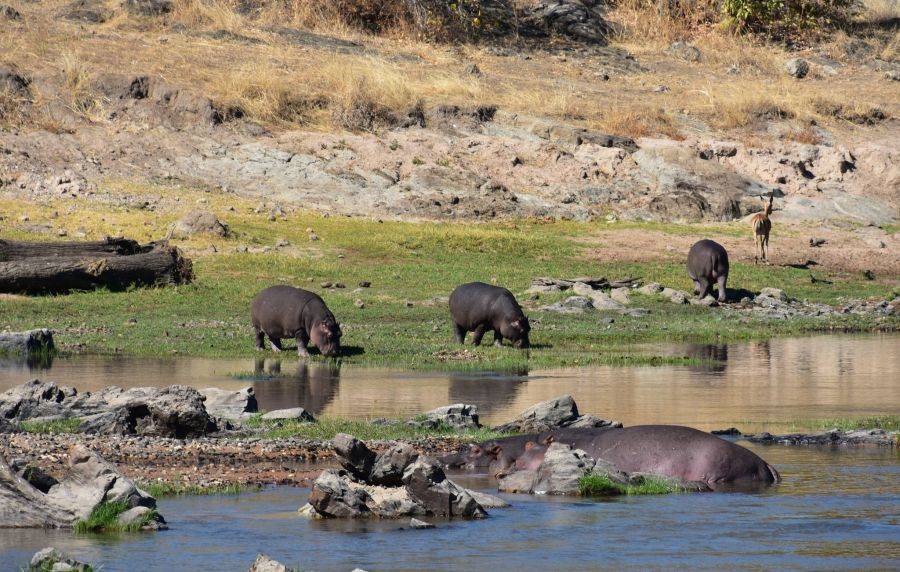 Бегемоты в национальный парке Руаха 