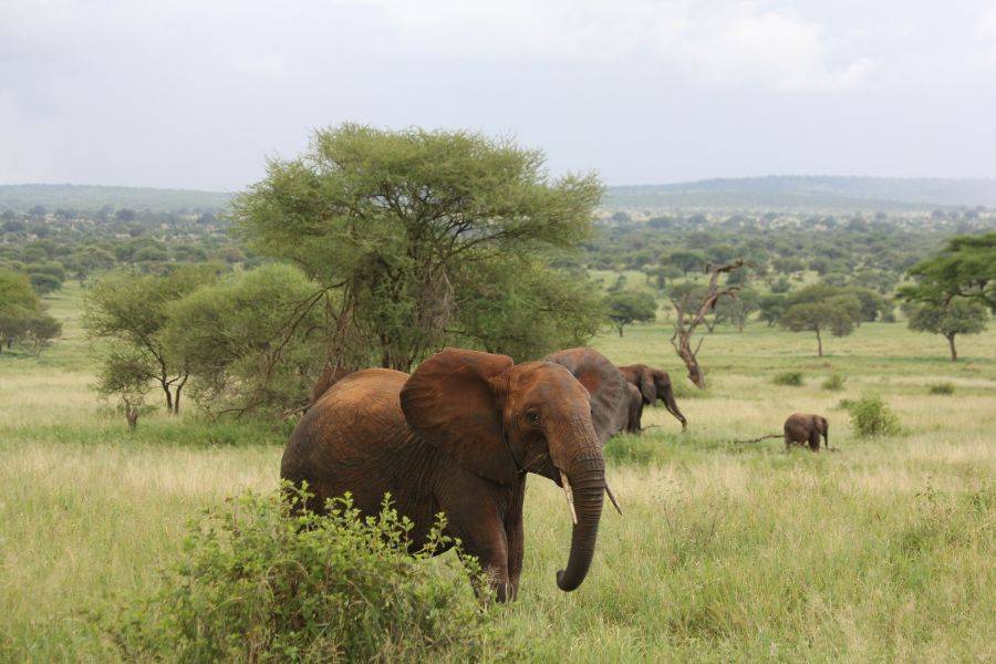 Слоны в парке Тарангире 
