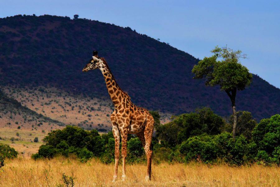 Жираф в известном заповеднике Серенгети