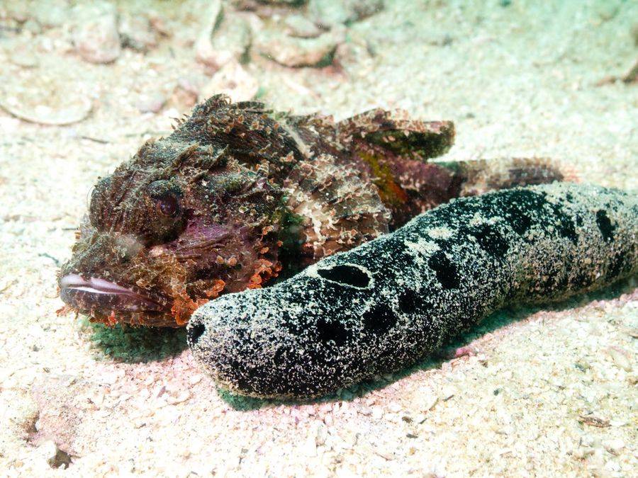 Подводные обитатели Оманского залива - рыба-скорпион и морской огурец