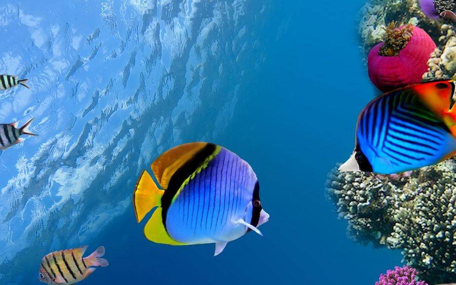 Удивительный подводный мир моря - находка для любого дайвера