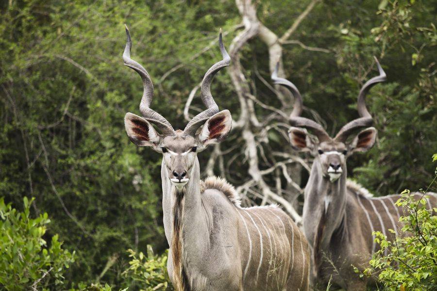 В национальном парке обитает множество различных животных, в том числе и антилопы куду